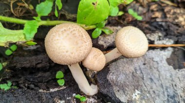 Küçük mantarları kapat.