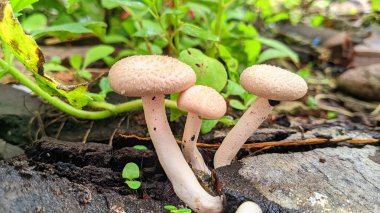 Sabahları mikro mantarlar büyüyor.