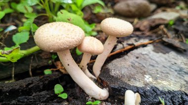 Ağaç köklerinde büyüleyici vahşi mantarlar