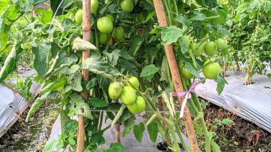 Domates bahçesi gittikçe büyüyor.