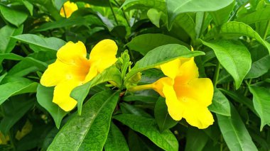 the charm of Allamanda cathartica trumpet flowers with fresh green leaves clipart