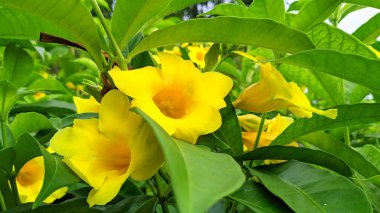 Allamanda cathartica trumpet flower ornamental plant clipart