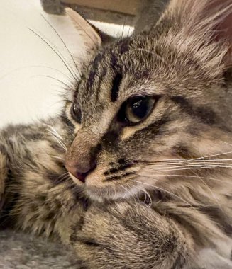 Pofuduk bir tekir kedinin yakın plan portresi. Çekici yeşil gözleri var. Dikkatlice uzaklığa bakıyor. Karmaşık kürk ayrıntıları, uzun bıyıklar ve yumuşak ışıklandırma kedinin zarafetini ve merakını ön plana çıkarıyor. Evcil bir hayvanın mükemmel bir görüntüsü..