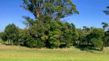 Arka planda açık mavi gökyüzü olan hareket halindeki bir arabanın yan camı. Çayırlarda, yeşil tarlalarda seyahat ediyorlar. Kırsal kesimde hızlı giden bir arabadan 4K plaka..