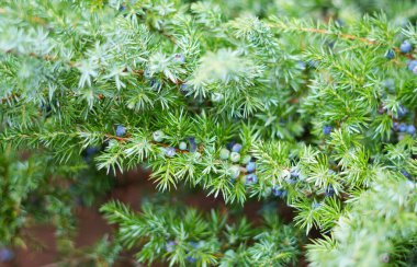 (Juniperus Communis) Juniper 'ın iğneye benzer iğneleri var, bir yüzük içinde ya da tek başına. İğneler kısa, sert ve sivri..