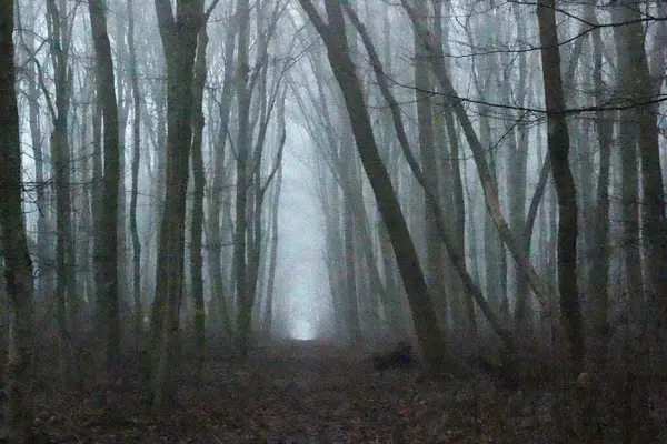 Yoğun sis tüm ormanı kaplıyor, gizem ve yalnızlık hissi yaratıyor..