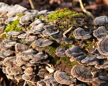 (Polyporaceae) A close-up of a group of mushrooms growing on an old, cracked stump. clipart