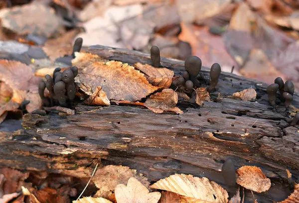 (Mantarlar sopa şeklinde ya da parmak şeklinde büyüyen mantarlar. Siyah ya da koyu gri renkte, görünümü yoğun, düz olmayan bir yüzeyi var..