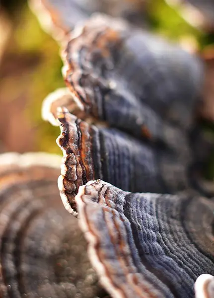 (Polyporaceae) Eski, çatlak bir kütük üzerinde büyüyen bir grup mantarın yakın çekimi.