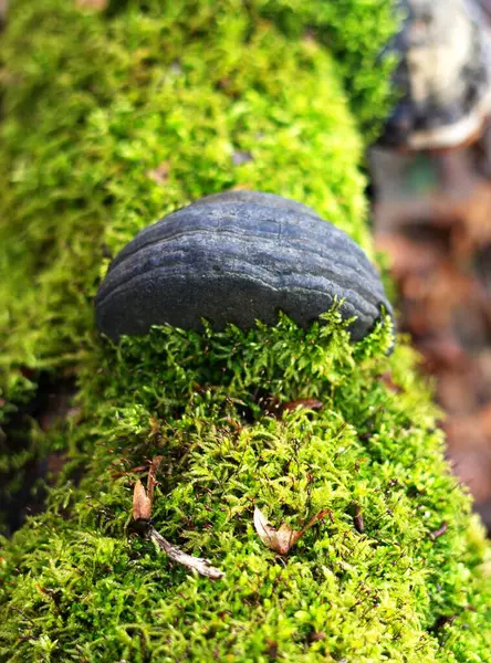 (Polyporaceae) Eski, çatlak bir kütük üzerinde büyüyen bir grup mantarın yakın çekimi.