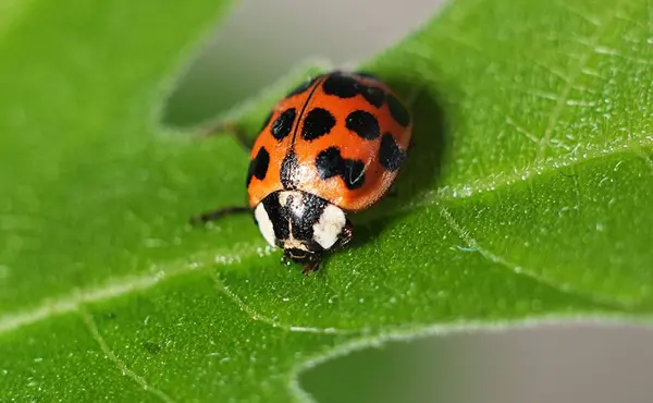  (Coccinella septempunctata) Güneş çerçevenin merkezindedir ve onun çoğunu kaplar.