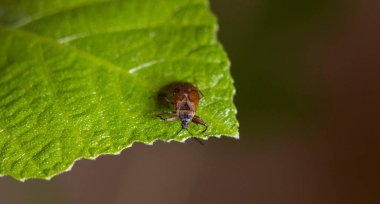 (Gastrodes abietum) Bu hem otçul hem de yırtıcı türleri içeren büyük bir böcek grubu..