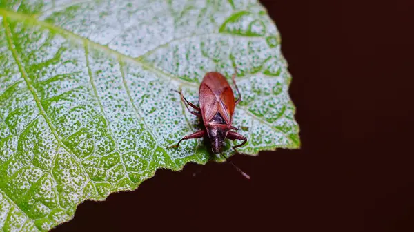 (Gastrodes abietum) Bu hem otçul hem de yırtıcı türleri içeren büyük bir böcek grubu..