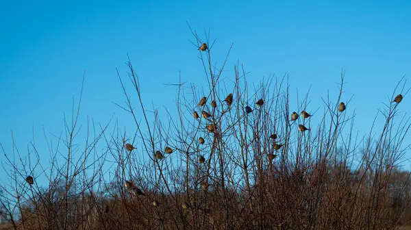 Çıplak bir ağaçta oturan bir grup küçük kuşu tasvir eder.