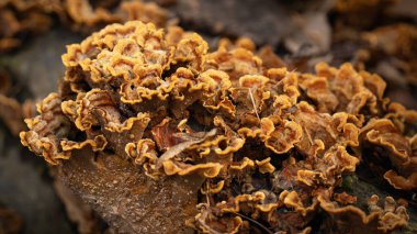 Steryum hirsutum. Mantarlar turuncu. Kahverengi ya da sarı tonlarda. Rengi zengin ve canlı görünüyor, özellikle de koyu renkli ağaçlara karşı..