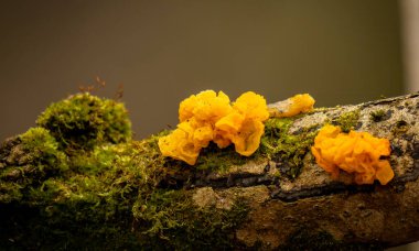 Tremella mezenterikası. Mantarların parlak sarı bir rengi ve jöle gibi bir dokusu var..