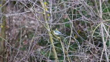 Tit, looking for insects or larvae hiding under leaves