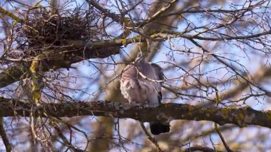 Columba Palumbus, vahşi orman güvercini, Avrupa 'da yaşayan güvercinlerin en büyüğü.