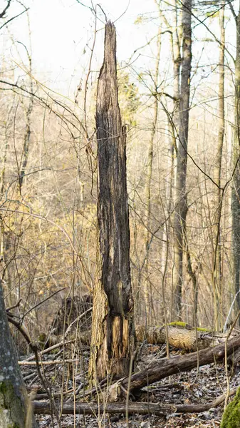 Ormanda duran uzun, ölü bir ağaç gövdesi..