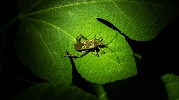 Bir Batı Çam Tohumu Böceği 'nin (Leptoglossus occidentalis) yemyeşil bir yaprağın detaylı yakın çekimi. Böceğin koyu benekleri, çizgileri, uzun antenleri ve bacakları ile kendine özgü kahverengi bir rengi vardır.. 