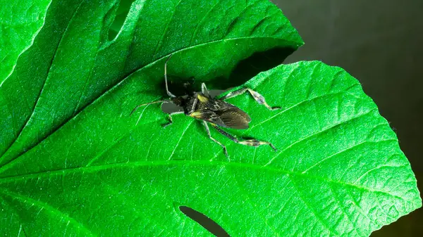 Bir Batı Çam Tohumu Böceği 'nin (Leptoglossus occidentalis) yemyeşil bir yaprağın detaylı yakın çekimi. Böceğin koyu benekleri, çizgileri, uzun antenleri ve bacakları ile kendine özgü kahverengi bir rengi vardır.. 