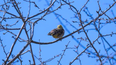Bunting (Emberiza citrinella) Yapraksız bir ağacın ince bir dalında oturan kiraz kuşu ailesinden küçük bir kuş..