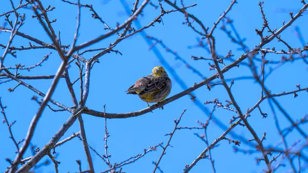 Bunting (Emberiza citrinella) Yapraksız bir ağacın ince bir dalında oturan kiraz kuşu ailesinden küçük bir kuş..