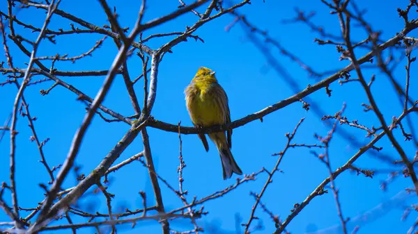 Bunting (Emberiza citrinella) Yapraksız bir ağacın ince bir dalında oturan kiraz kuşu ailesinden küçük bir kuş..