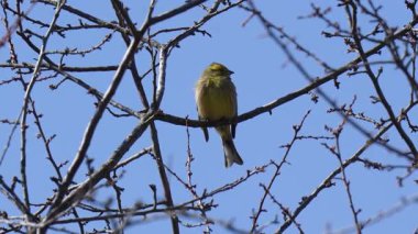 Bunting (Emberiza citrinella) Yapraksız bir ağacın ince bir dalında oturan kiraz kuşu familyasından küçük bir kuş..