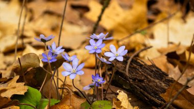 yaygın karaciğer otu çiçeği (Hepatica nobilis)
