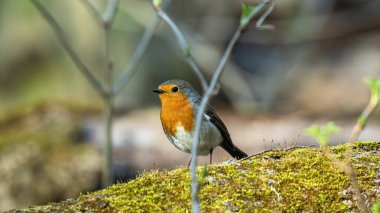 kendine özgü turuncu göğüslü küçük bir kuş olan Robin (Erithacus rubecula))