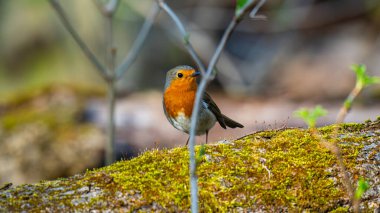 kendine özgü turuncu göğüslü küçük bir kuş olan Robin (Erithacus rubecula))