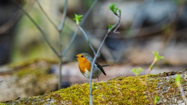 kendine özgü turuncu göğüslü küçük bir kuş olan Robin (Erithacus rubecula))