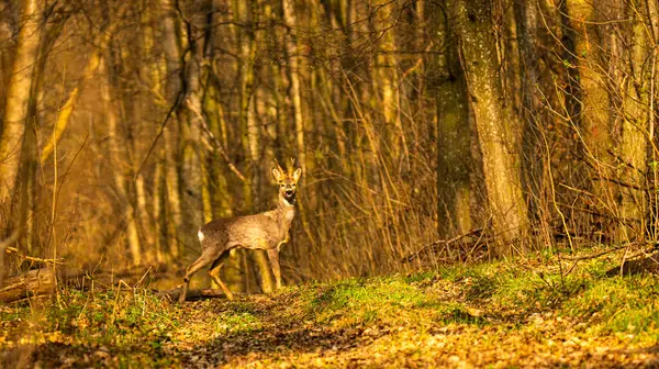 Yumurta geyiği ormanın kenarında..