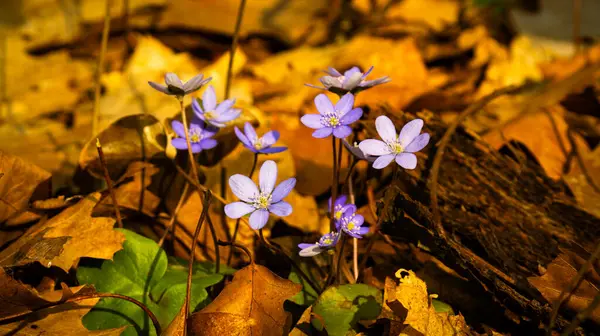 kendine özgü turuncu göğüslü küçük bir kuş olan Robin (Erithacus rubecula))