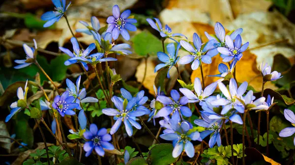 yaygın karaciğer otu çiçeği (Hepatica nobilis)
