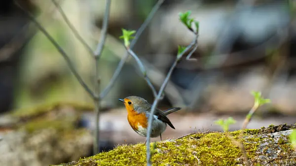 kendine özgü turuncu göğüslü küçük bir kuş olan Robin (Erithacus rubecula))