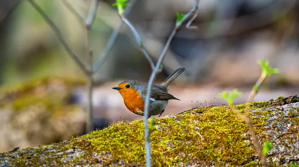kendine özgü turuncu göğüslü küçük bir kuş olan Robin (Erithacus rubecula))