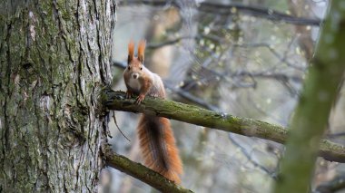 Kırmızı bir sincap ağaç dalında oturuyor.