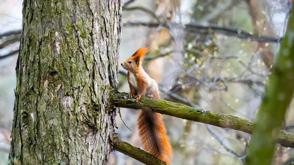 Kırmızı bir sincap ağaç dalında oturuyor.