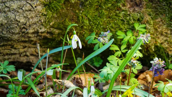 Yerden büyüyen bir grup narin beyaz kar tanesi..