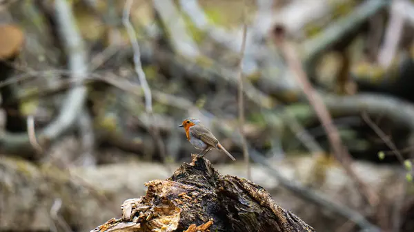 Bir odun parçasının üzerinde oturan küçük bir kuş, bir robin (Erithacus rubecula)