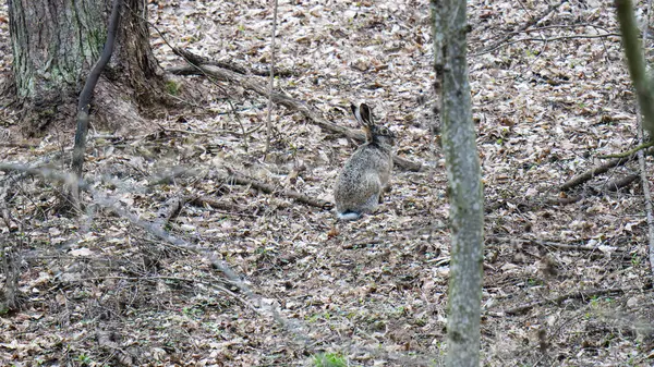 Yere düşmüş yaprakların arasında bir tavşan oturuyor..