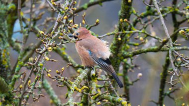Ağaç dalında oturan Jay kuşu (Garrulus glandarius).