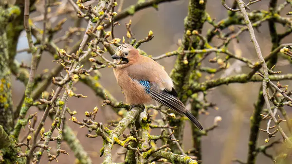 Ağaç dalında oturan Jay kuşu (Garrulus glandarius).