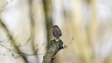 Kuş, robin olarak da bilinen Avrupa bülbülüdür (Erithacus rubecula)..