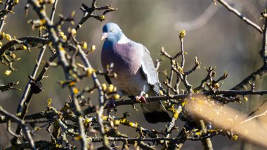 Genel Mavi Güvercin (Columba oenas) kuşu