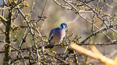 Genel Mavi Güvercin (Columba oenas) kuşu