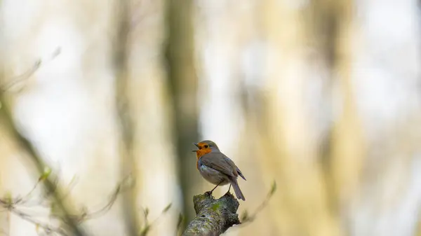 Kuş, robin olarak da bilinen Avrupa bülbülüdür (Erithacus rubecula)..