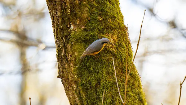 Genel Nuthatch (Sitta europaea) doğası